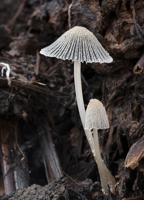 Coprinopsis patouillardii